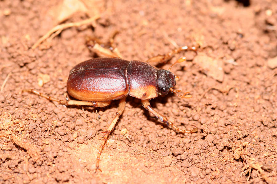 Geotrogus sicelidis